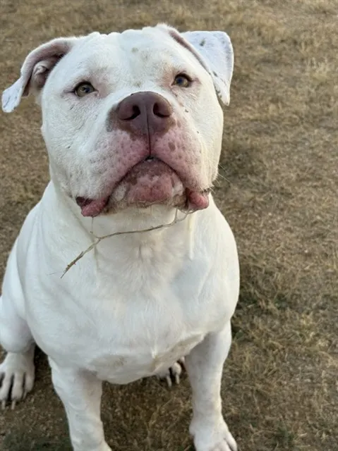 Xena
