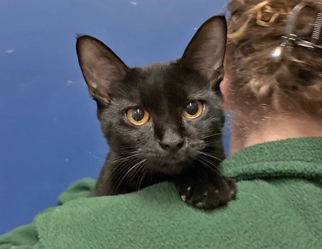 Dolly Purrton