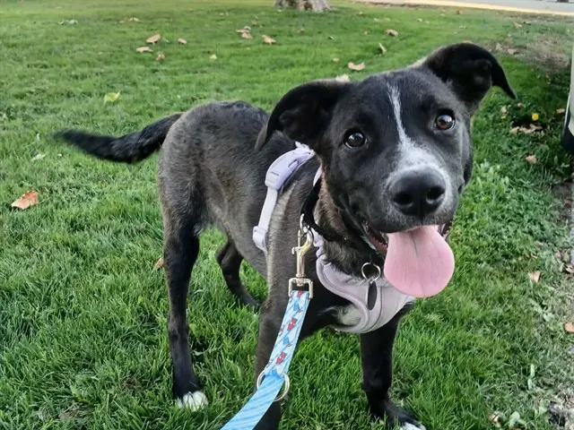 Bolt