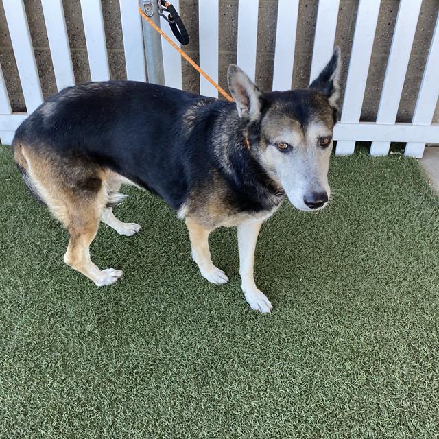 Adoptable Dog