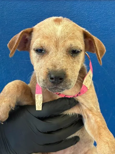 Adoptable Dog