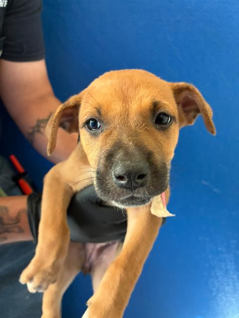 Adoptable Dog
