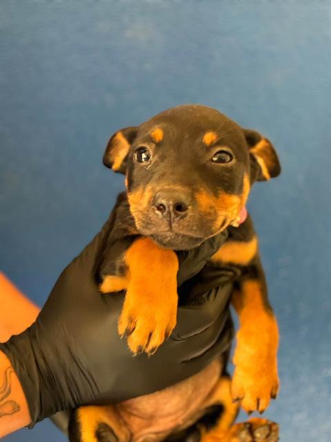 Adoptable Dog