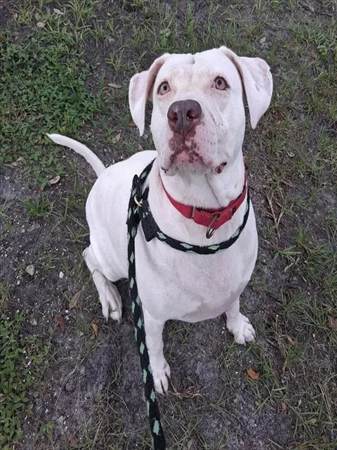 Dottie