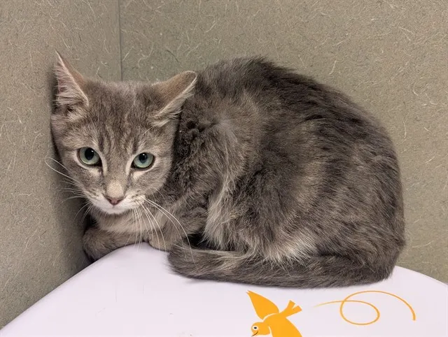 Adoptable Cat