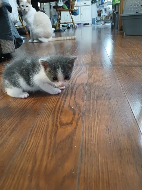 Toby