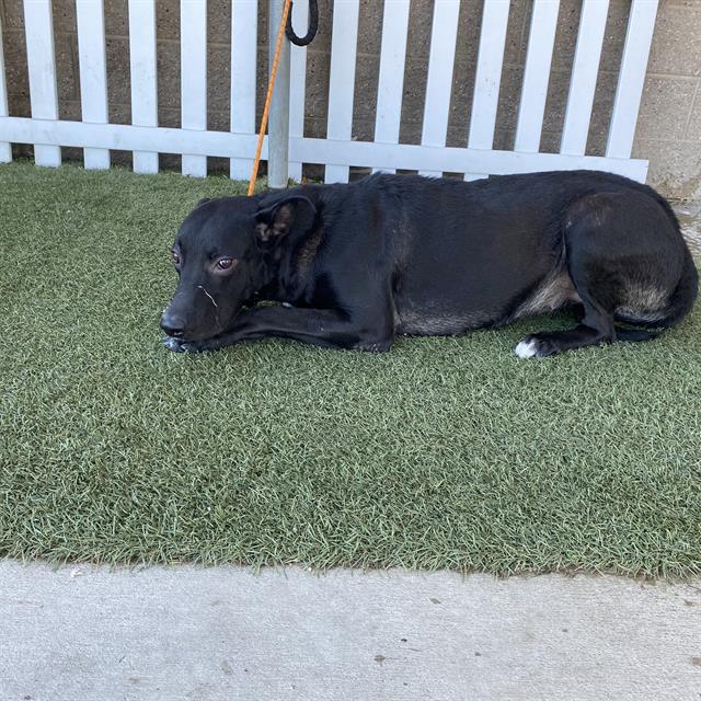 Adoptable Dog