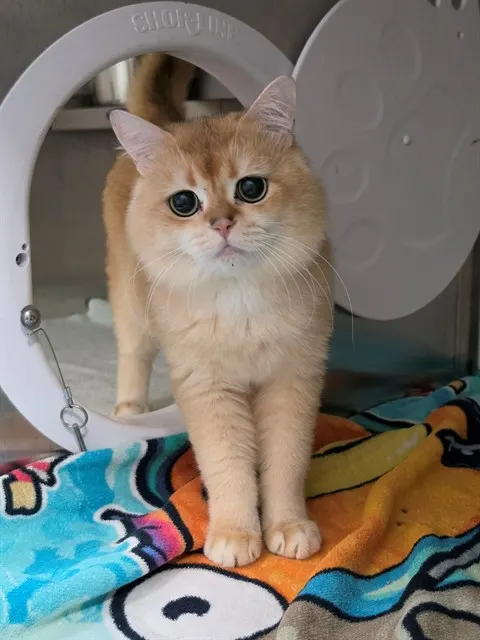 Oliver