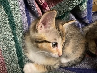 Tilly