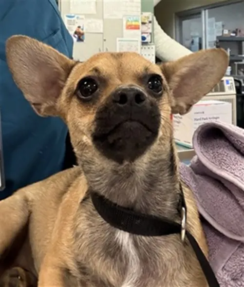 Adoptable Dog
