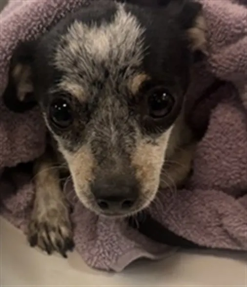 Adoptable Dog