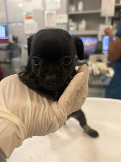 Adoptable Dog