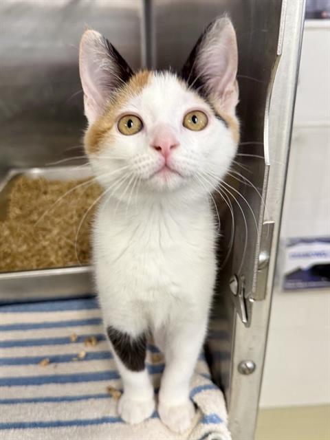 Adoptable Cat