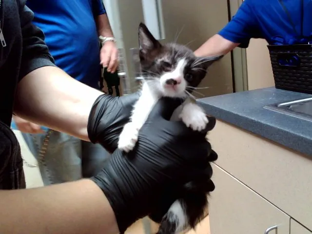 Adoptable Cat