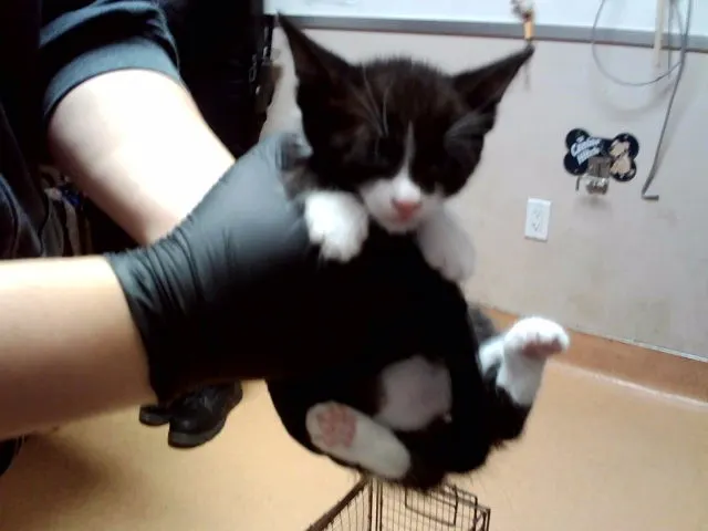 Adoptable Cat