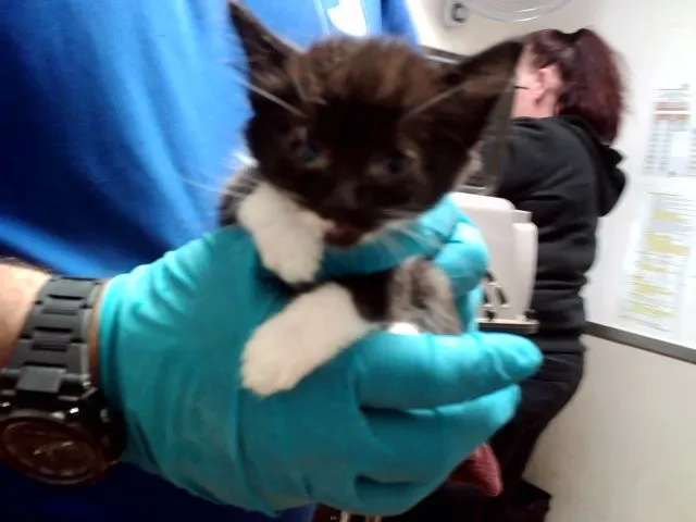 Adoptable Cat