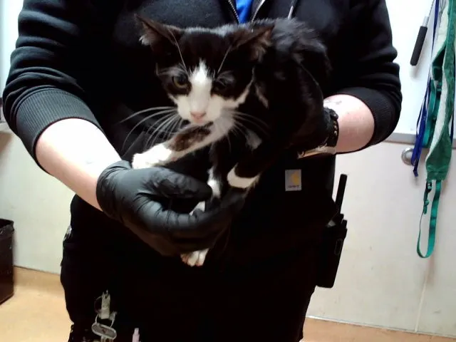 Adoptable Cat