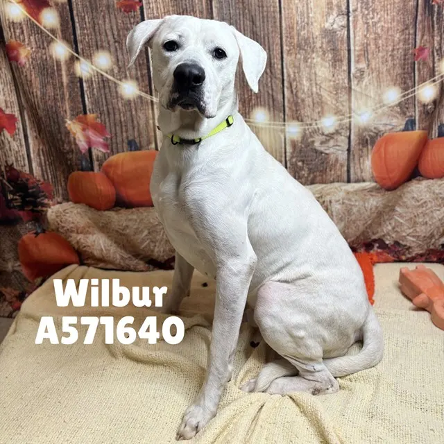 Wilbur