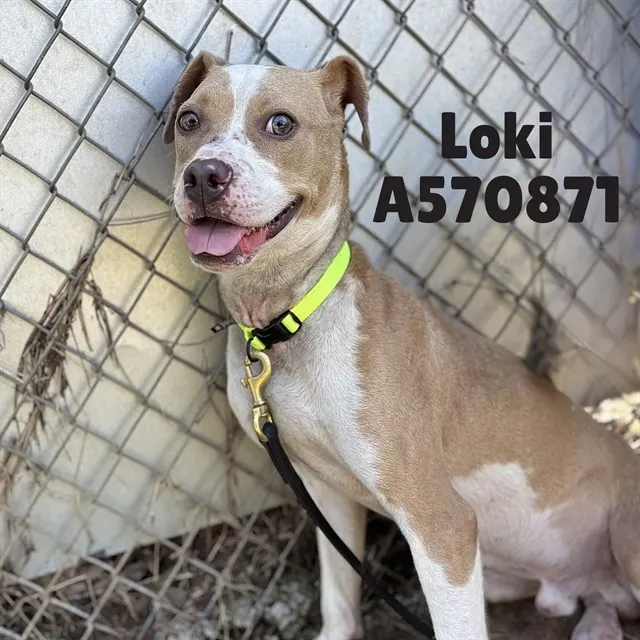 Loki