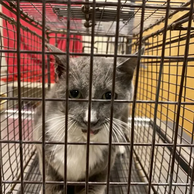 Adoptable Cat