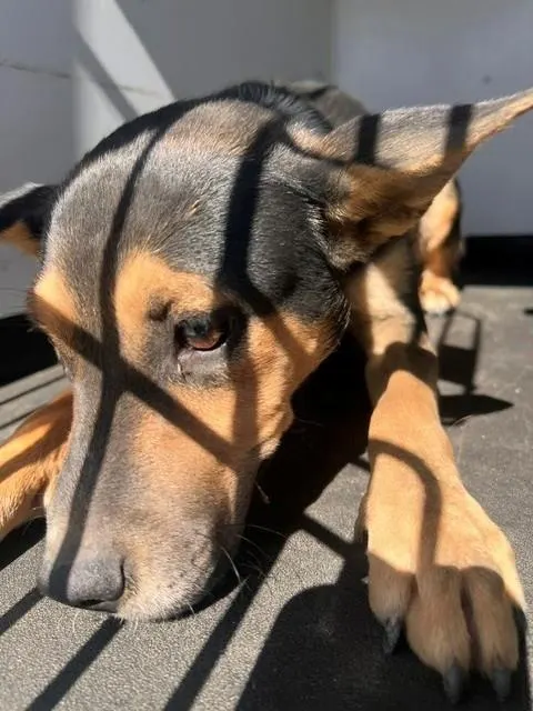 Adoptable Dog