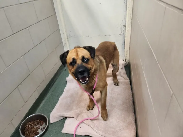 Adoptable Dog