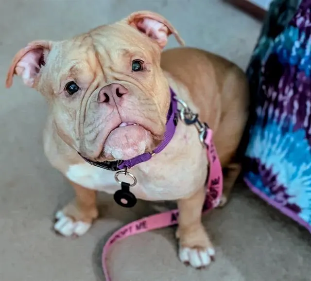 Bullie Jean-In Foster