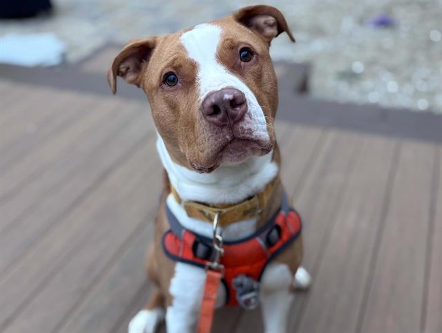 Toast-In Foster