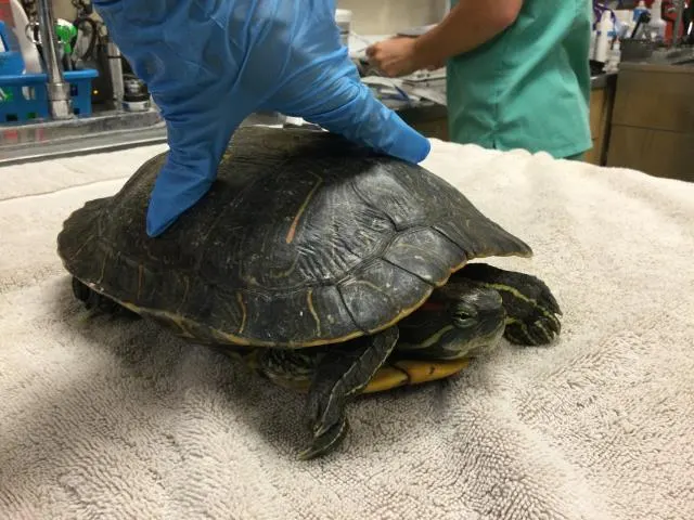 Patrishell
