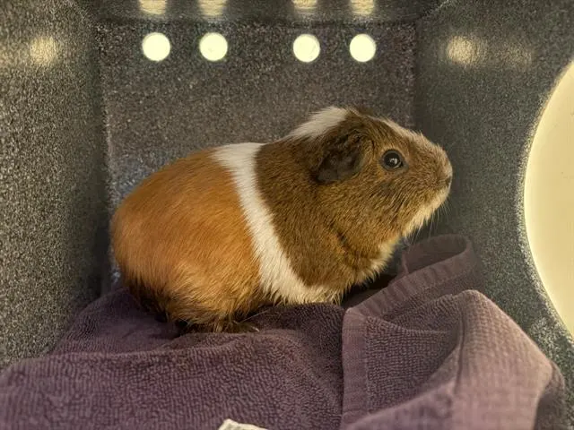 Thelma