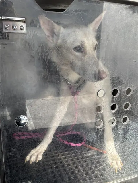 *Koda