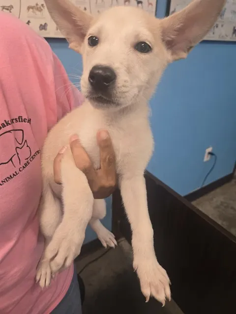 Adoptable Dog