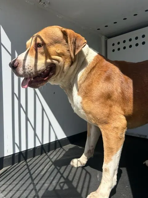 Adoptable Dog