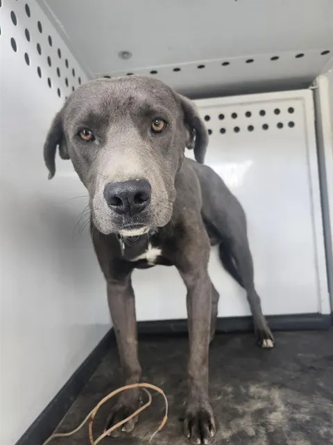 Adoptable Dog