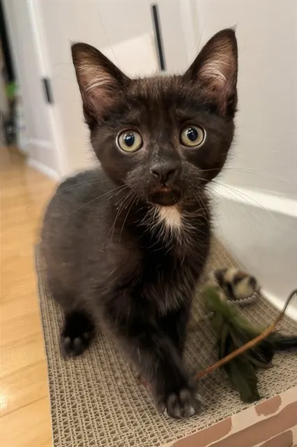 Oreo