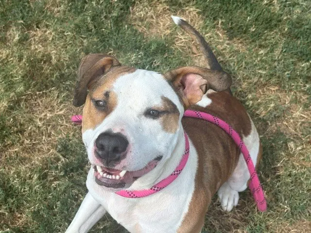 Meatball
