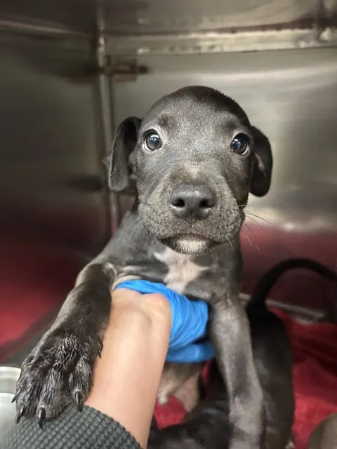 Adoptable Dog