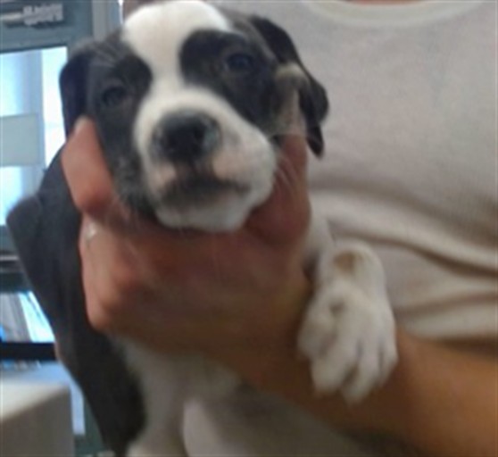 Adoptable Dog