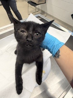Adoptable Cat