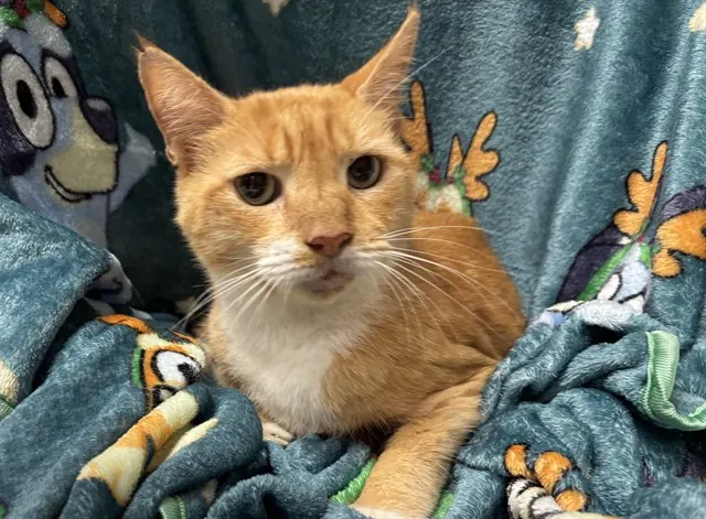 Shelter Staff Named Me *Loafers