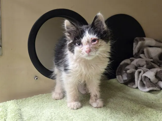 Adoptable Cat