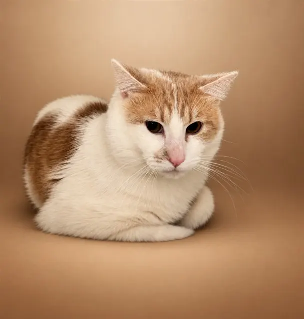 Lippy