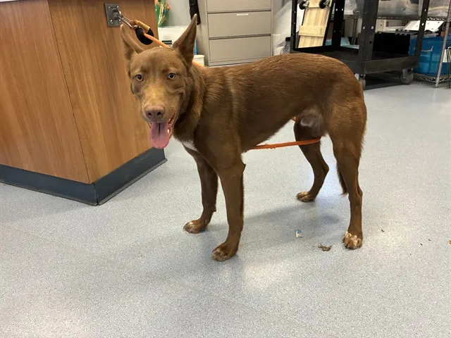 Adoptable Dog