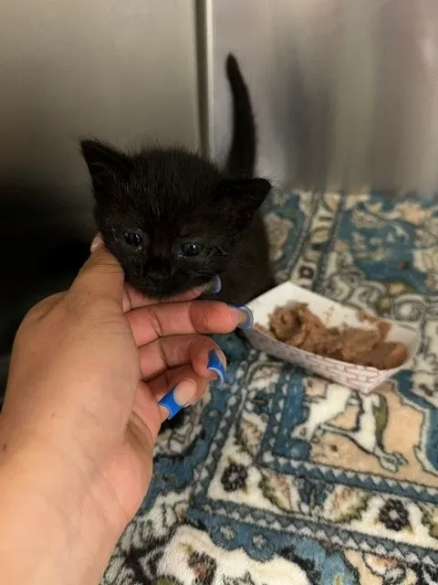 Moana