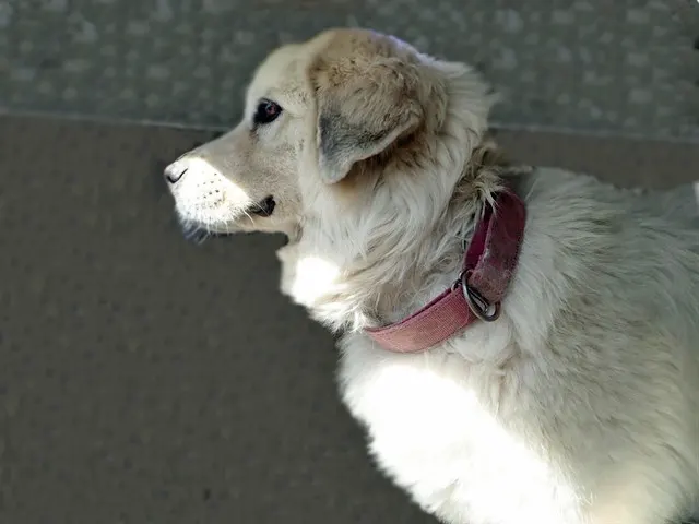 Harley