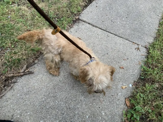 Adoptable Dog