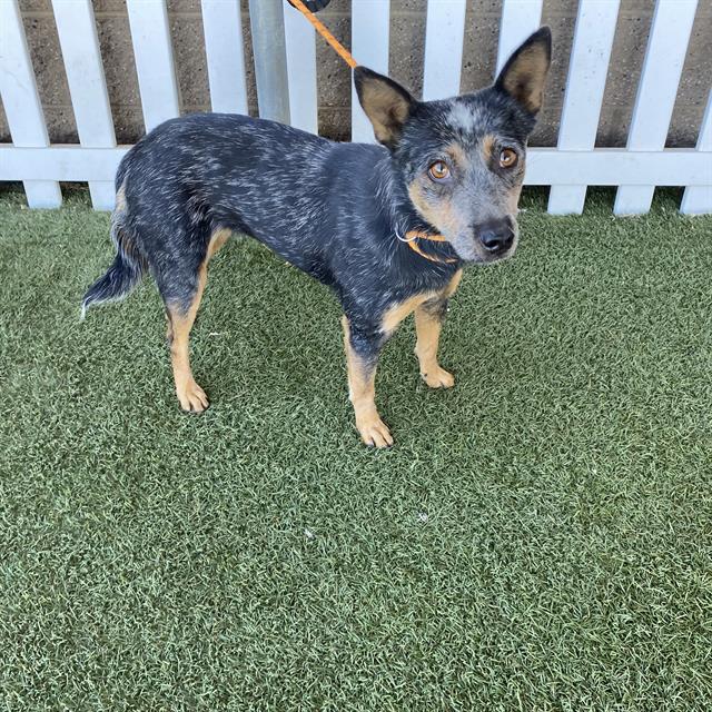 Adoptable Dog