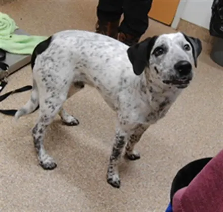 Pongo