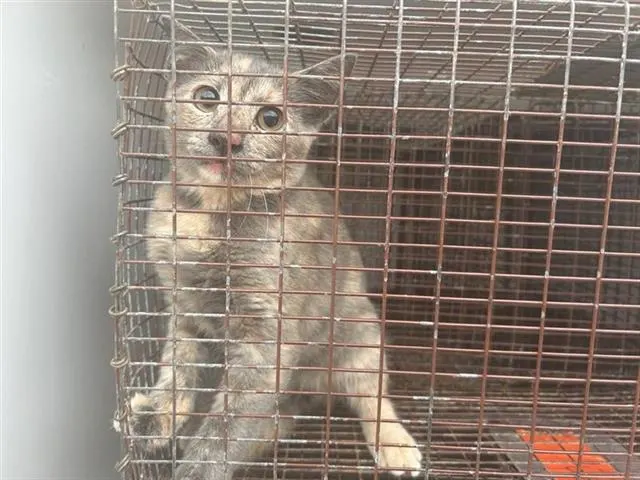 Adoptable Cat