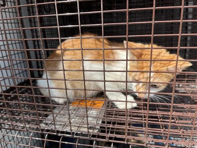Adoptable Cat